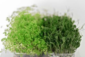 Read more about the article Do It Yourself Seed Sprouting