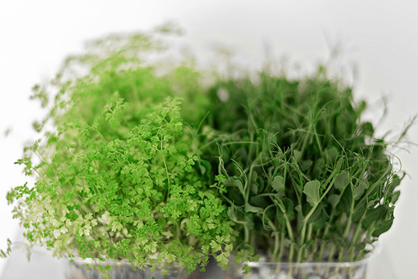 Read more about the article Do It Yourself Seed Sprouting