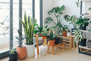 Read more about the article Houseplants that Make us Healthy