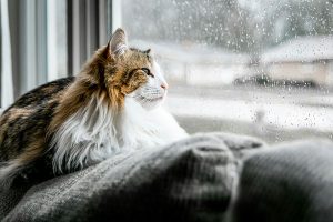 Read more about the article Seasonal Affective Disorder