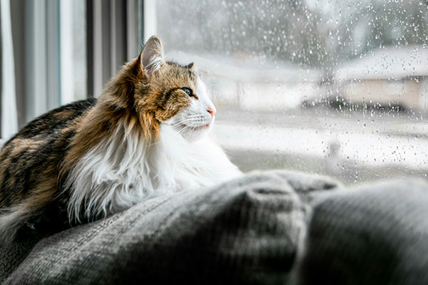 Read more about the article Seasonal Affective Disorder