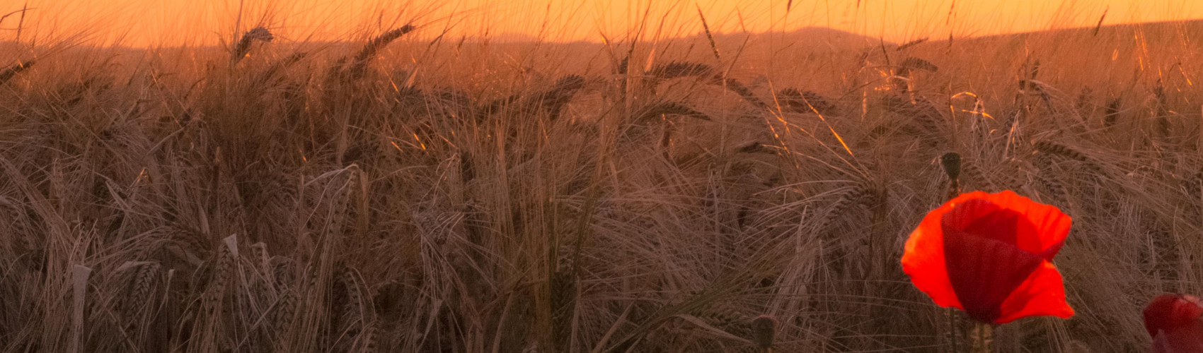 august field